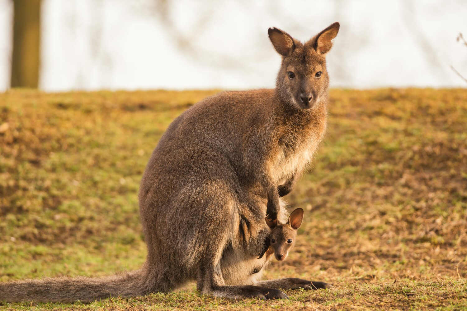 Kangaroo Creek farm
